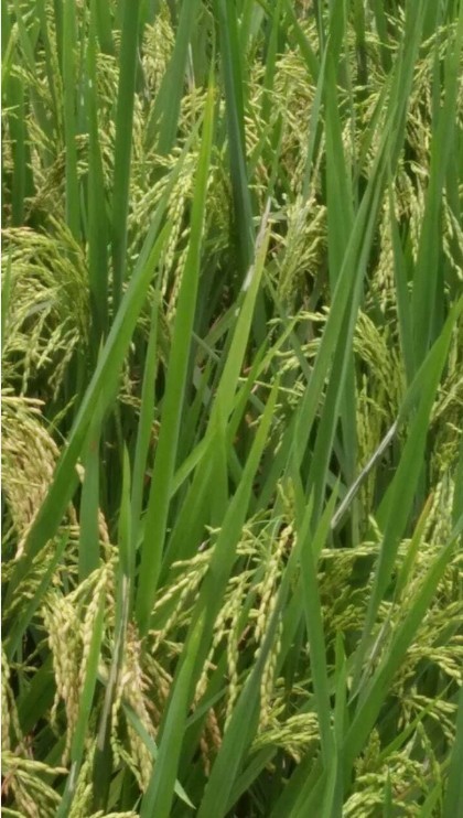 Rice King Red Rice Whole Long-Grain Gluten Free Vegan Soft Texture Non-Sticky