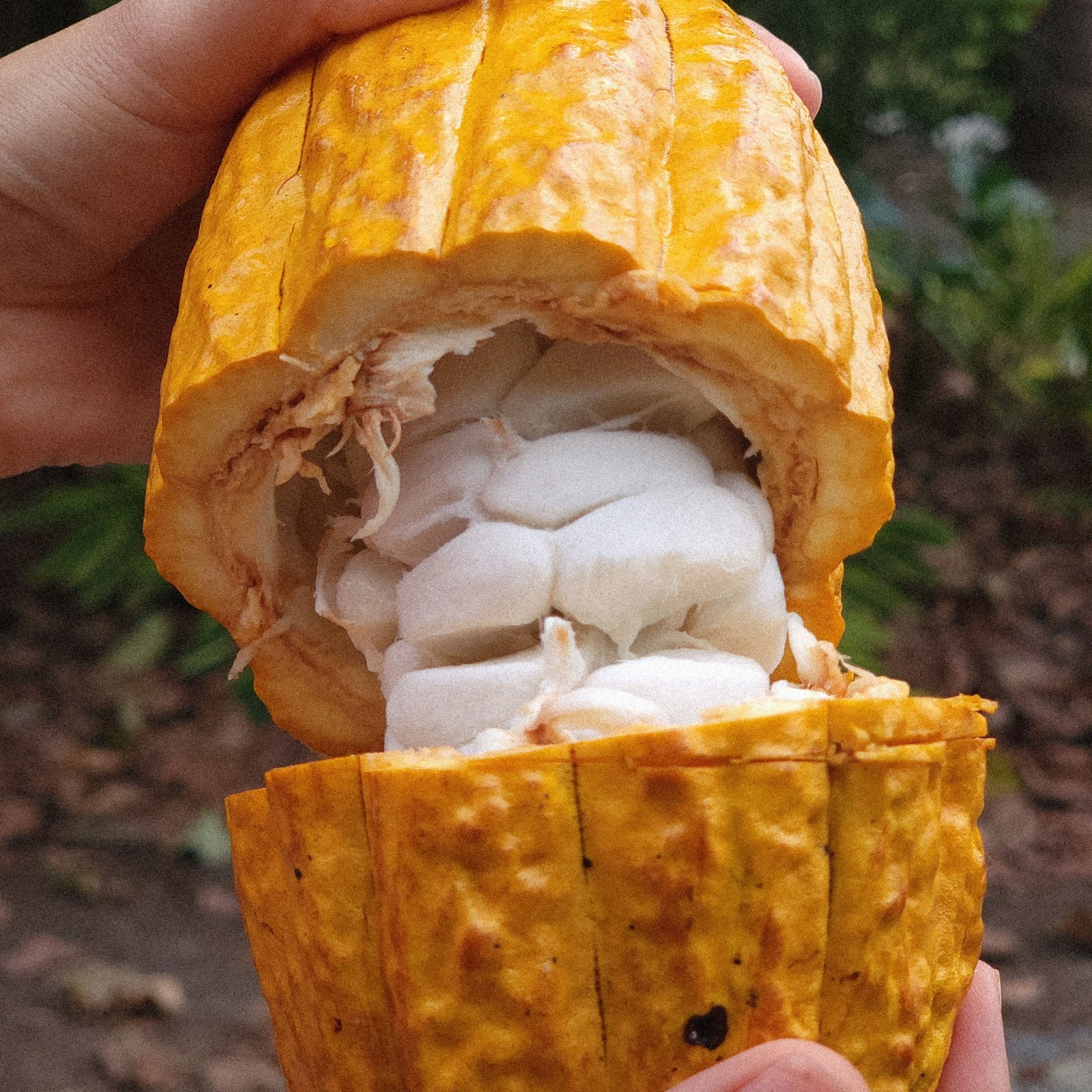 Whole Raw Dried Fino de Aroma-Arriba Cacao Beans from Ecuador.