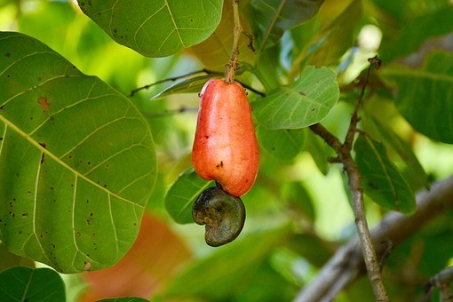 Cashew fruit powder 8oz 1/2lb PAJE vitC anti-bact stomach aid ulcer gastritis