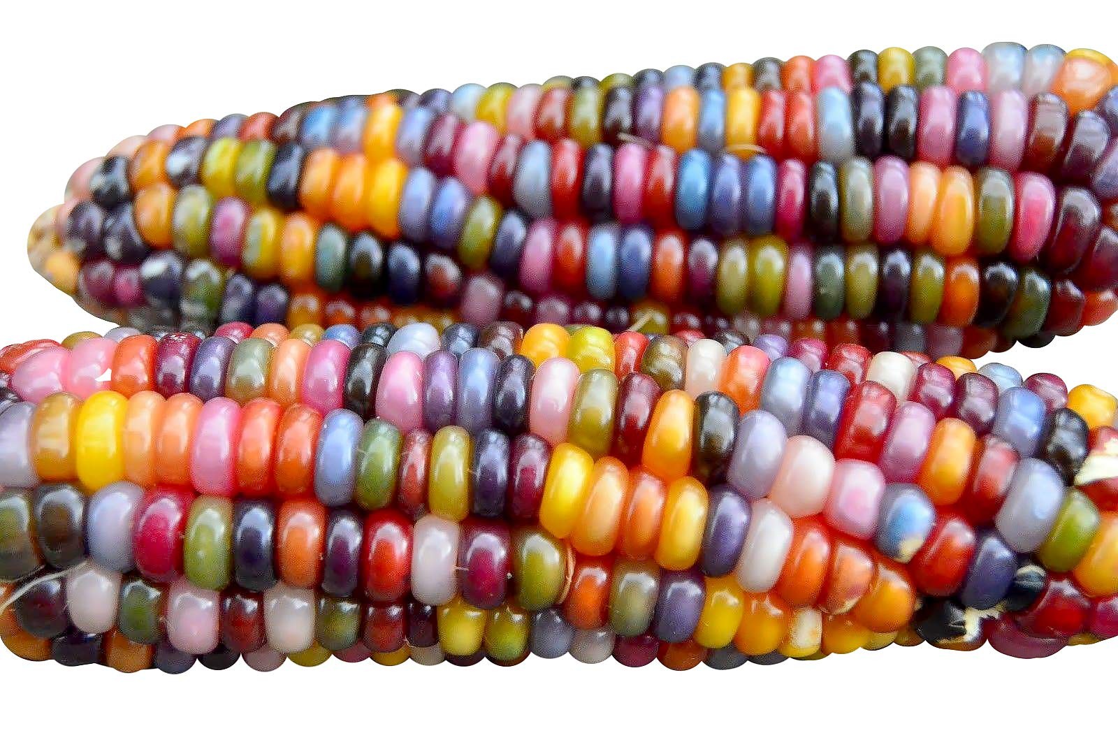 100 Glass Gem Corn Seeds Non-GMO Popcorn Delicious Jewel-Toned Multicolor