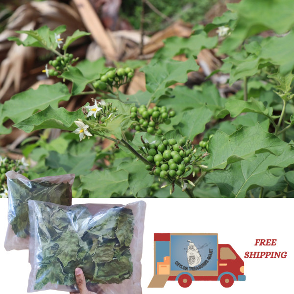 500PCS Ceylon 100% Pure Sun Dried Turkey Berry Leaves Solanum Torvum Natural.