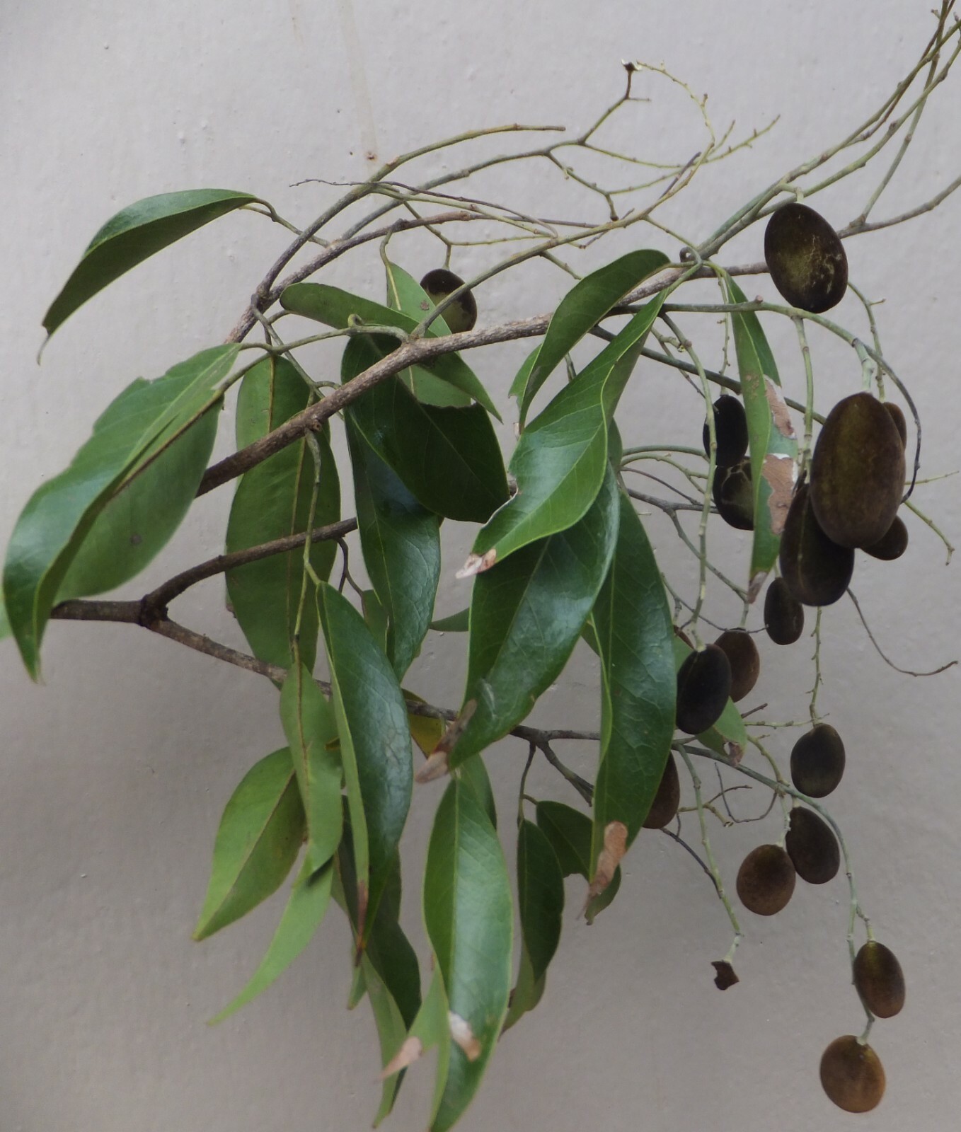 Dried Velvet Tamarind Plum Dialium Indum Natural Thai Sour Herb Fruit Seedless