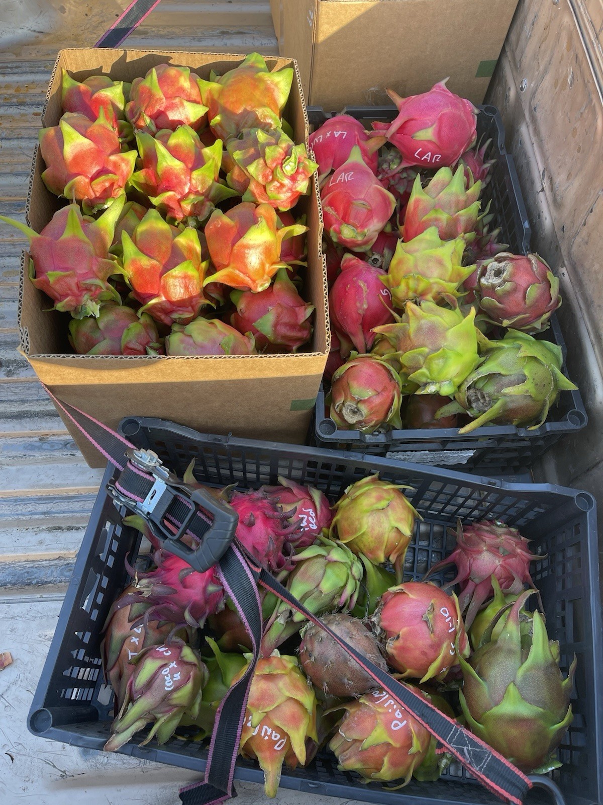 Multi Variety Mix Box Dragon Fruit 10 Pounds