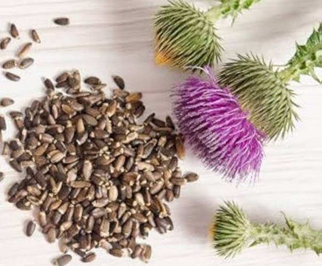 Milk Thistle Seed, Whole (Silybum marianum), Organic Milk Thistle Seeds,raw seed