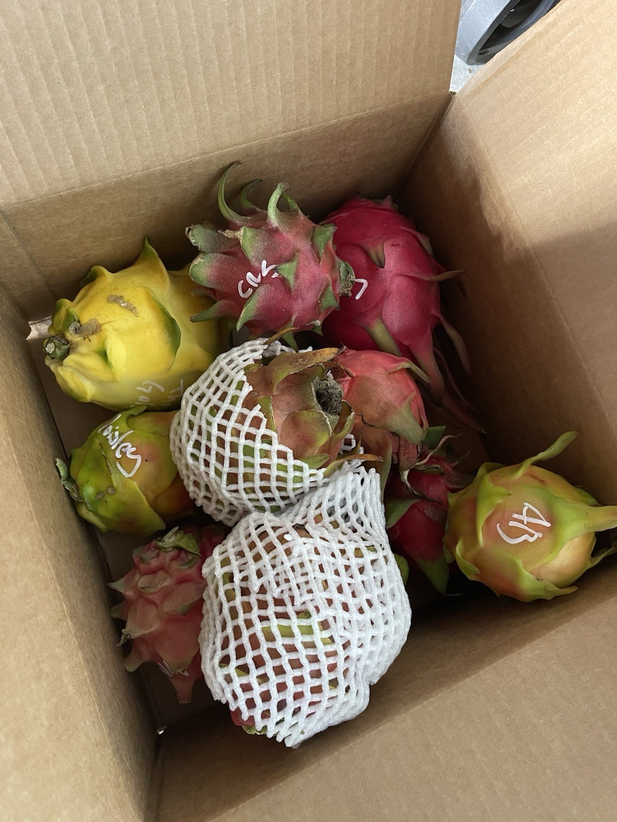 Multi Variety Mix Box Dragon Fruit 10 Pounds