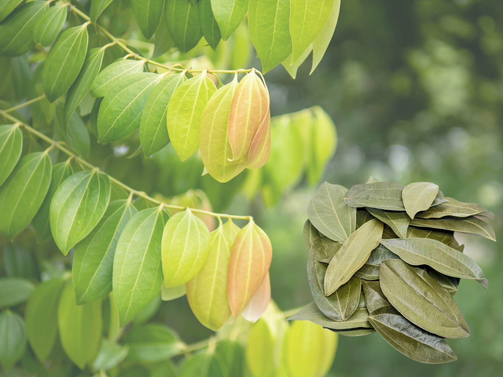 Natural Dried Ceylon Cinnamon Leaves – 100 Handpicked, Home-Grown, Aromatic