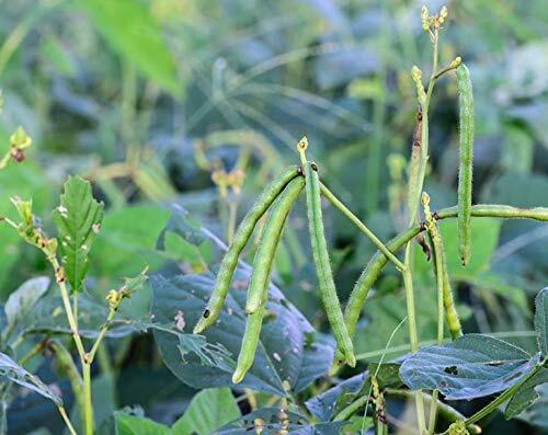 Mung Beans – Sproutable, Kosher, Raw, Vegan – by Food To Live