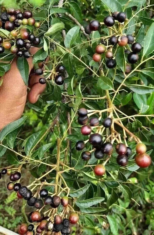 New Indian Curry Leaves Curry Leaf Plant Pure Kadi Patta Murraya 25 Seeds Dried