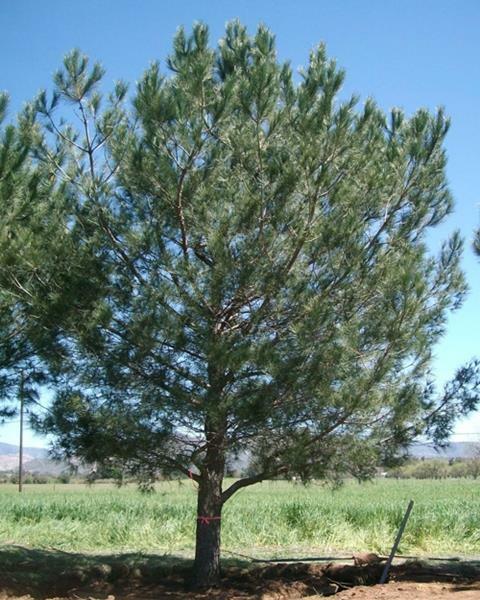 Pine Nuts Raw | 4oz to 5lb | 100% Pure Natural Hand Crafted