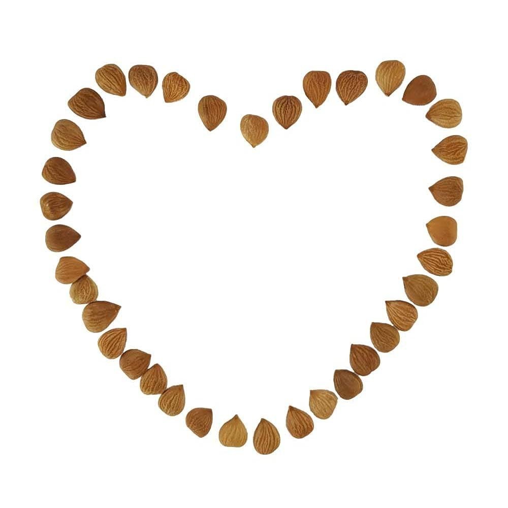Organic Bitter Apricot Kernels 16oz – Raw, USDA Certified, Healthy Snack Seeds