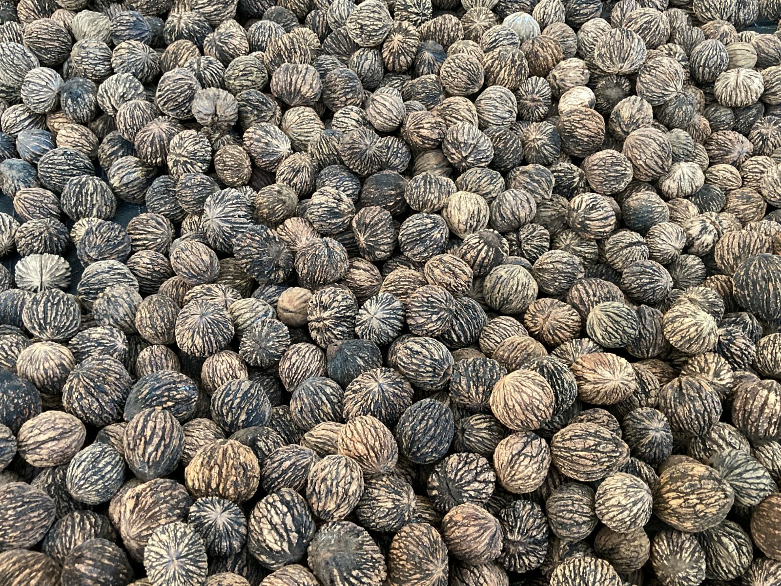 5 Pounds 2025 Organic Wild Black Walnuts Hulled, Washed, Floated & Dried