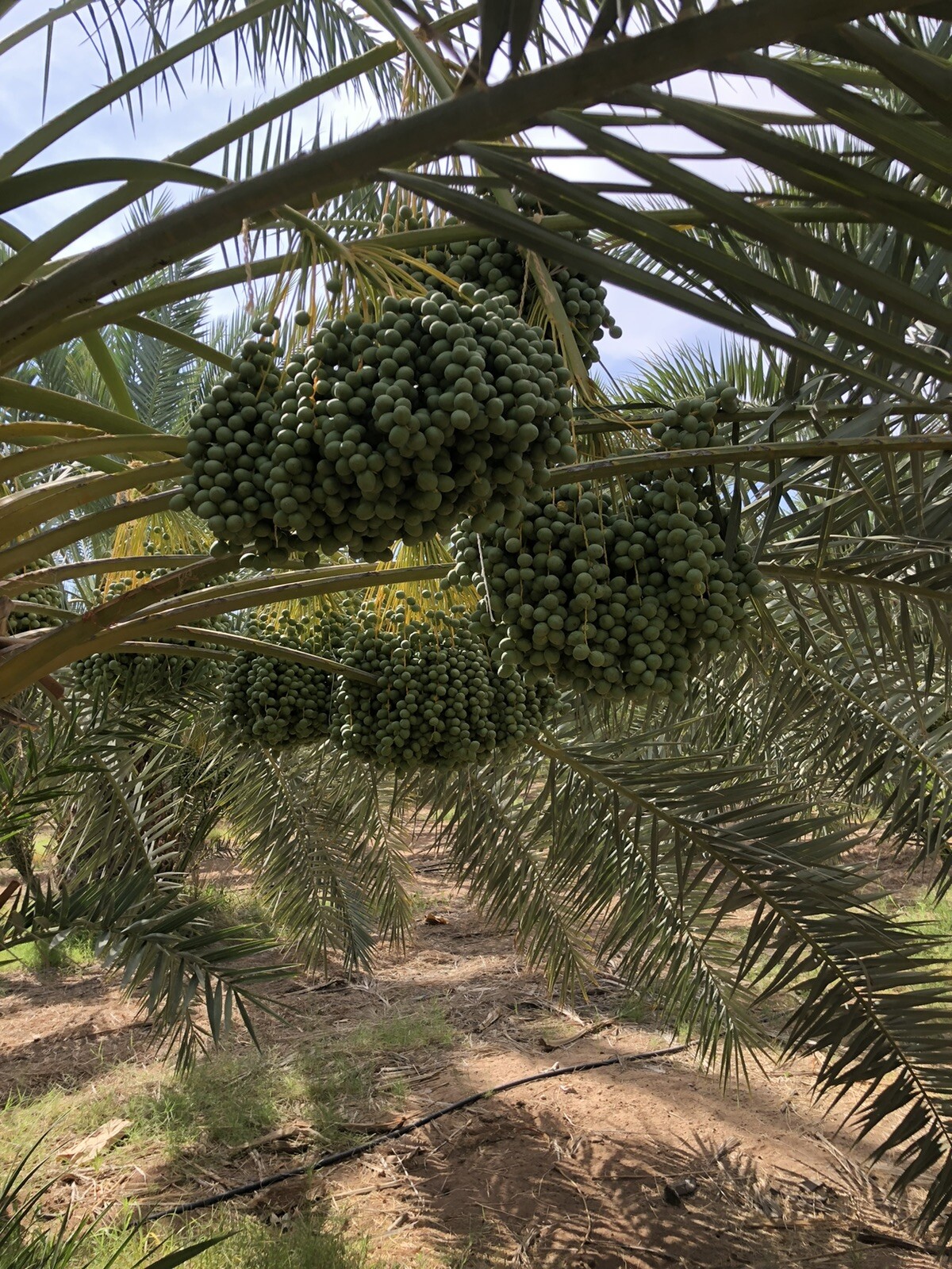 11 LB MEDJOOL FIRM SKIN DATES.. FAST SHIPPING. FRESH CALIFORNIA DATES