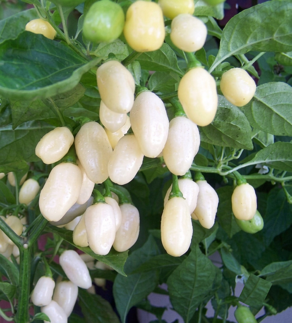Hybrid Seeds of Hot Pepper Habanero White Chilli | Premium Super Hot White seed