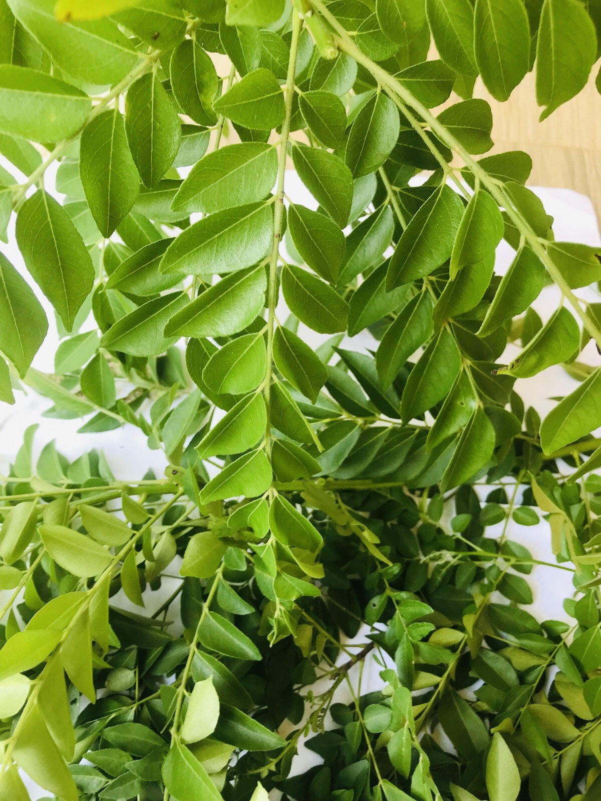 Sun Dried Organic Curry Leaf Natural Curry Leaves Premium Quality