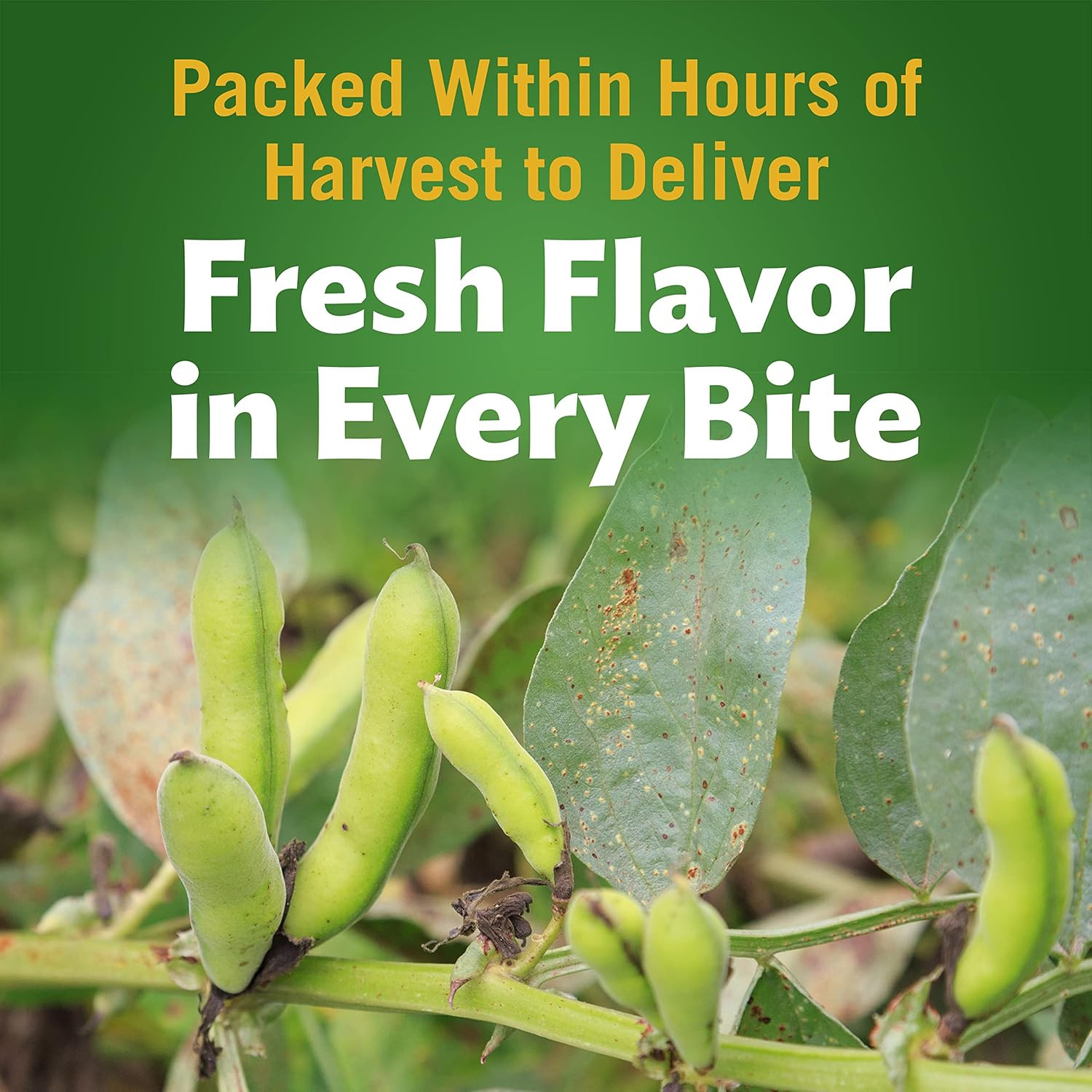 HARVEST SELECTS FRESH CUT Green Lima Beans, Canned Vegetables, 12 Pack, 15.25 Oz