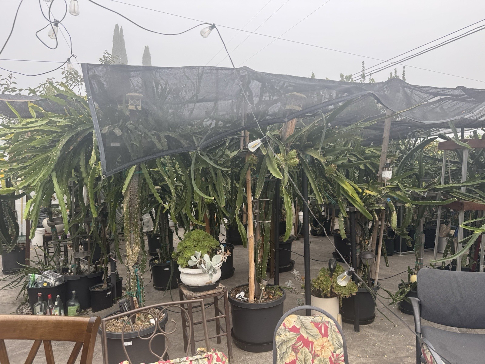 Desert King Diego Dragon Fruit Cutting 8-12 Inches check the description