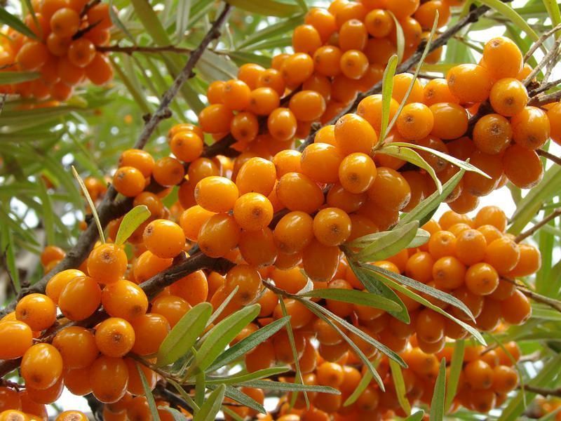 ORGANIC SEA BUCKTHORN OIL COLD PRESS 100% PURE NATURAL ANTI-AGING HAIR SKIN NAIL