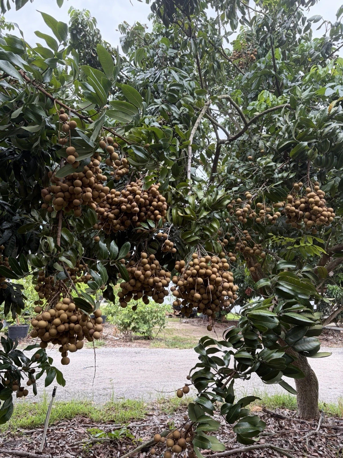 Longan (Dimocarpus) fresh fruit – by the lb