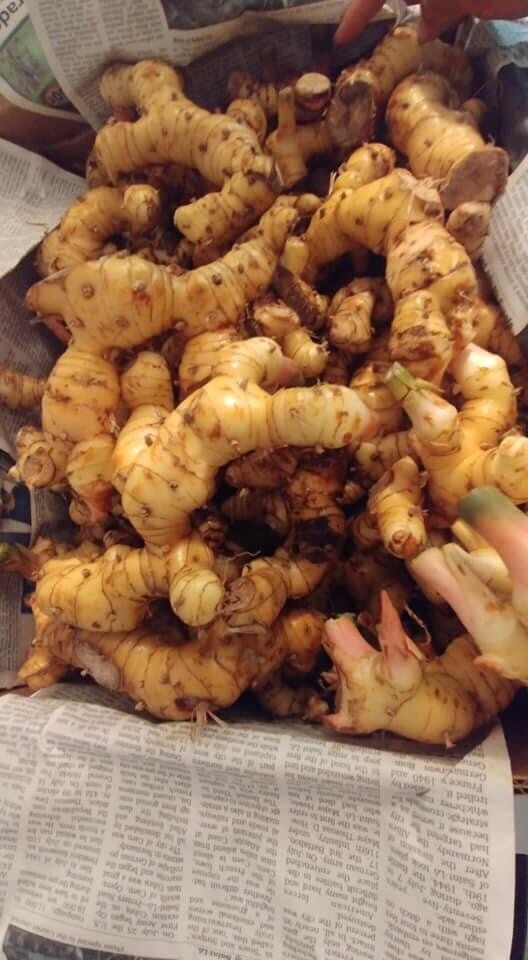 Dried Galangal 3 Bags (4.6oz) ข่าแห้ง Galanga Lengkuas Khmer/Thai Spices Food
