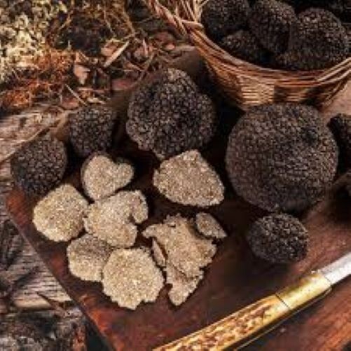 500 grams of very fine Italian fresh black truffle Uncinatum the Top. mushrooms
