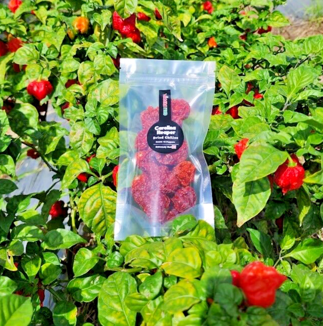 CAROLINA REAPER pods (15 pods) 1 pack for US$5.90