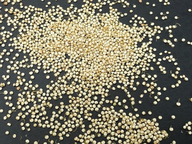Royal Sprouted Organic Quinoa 20 lbs (2-10lb bags) bulk pricing