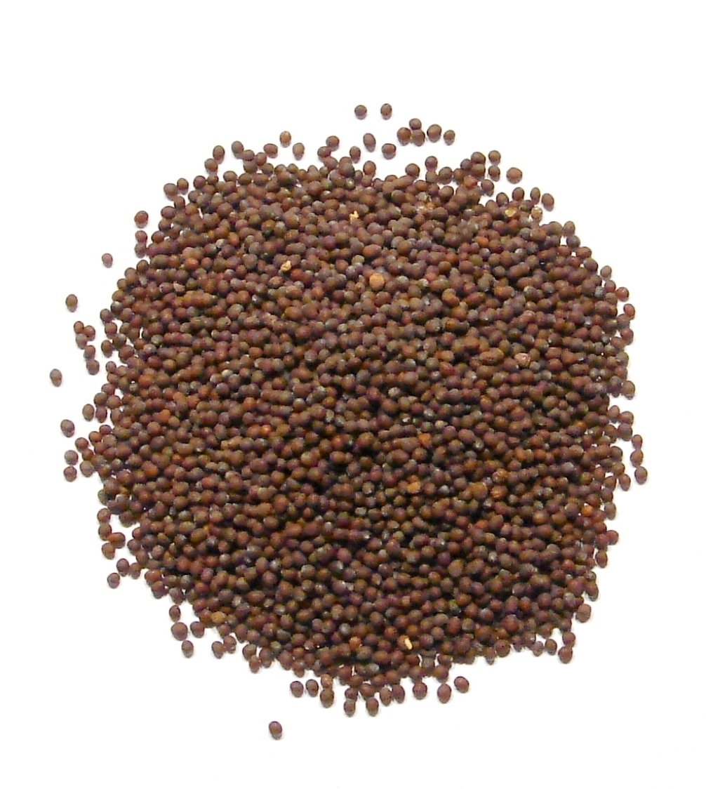 Brown Mustard Seeds, Whole – 1 Pound – Bulk USA Grown by Denver Spice®