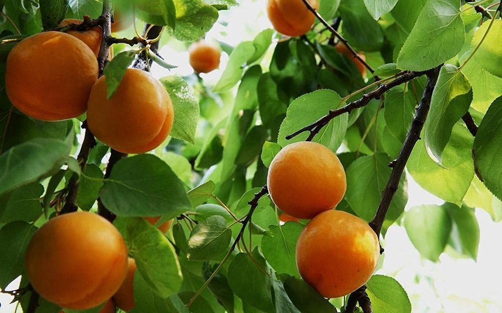 Organic Bitter Apricot Kernels 16oz – Raw, USDA Certified, Healthy Snack Seeds